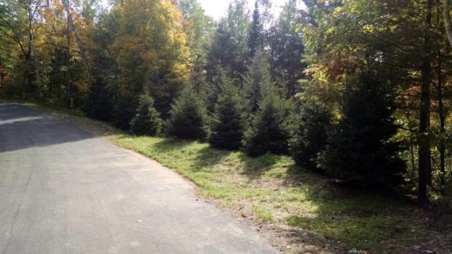 Conifer Trees Planted