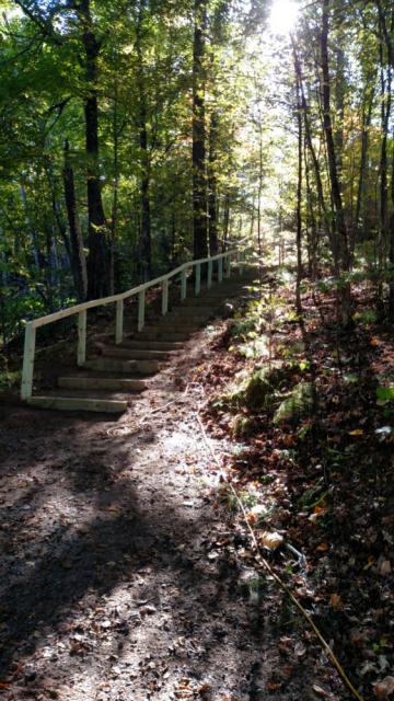 Timber Steps with Railing 2