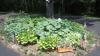 Hosta Bed