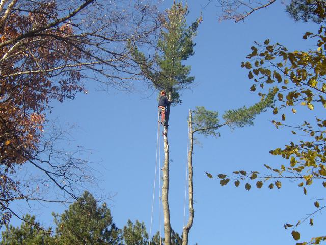 tree limbing