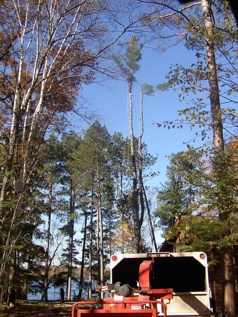 tree limbing 3