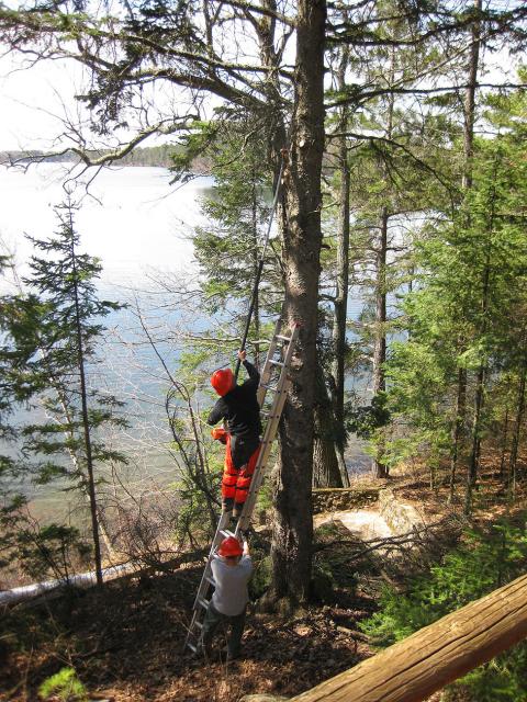 tree limbing 4