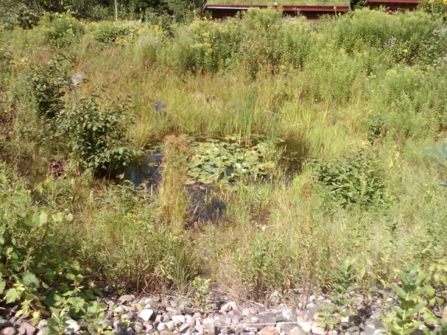 Rain Garden