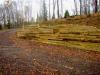 Treated Timber retaining wall 3